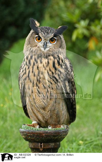 eagle owl / AB-02328