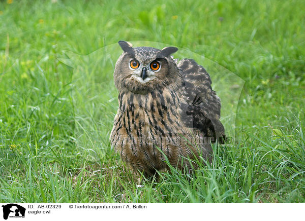 Uhu / eagle owl / AB-02329