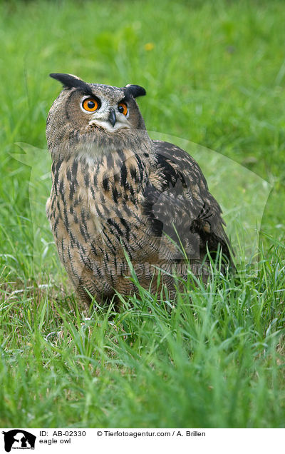 eagle owl / AB-02330