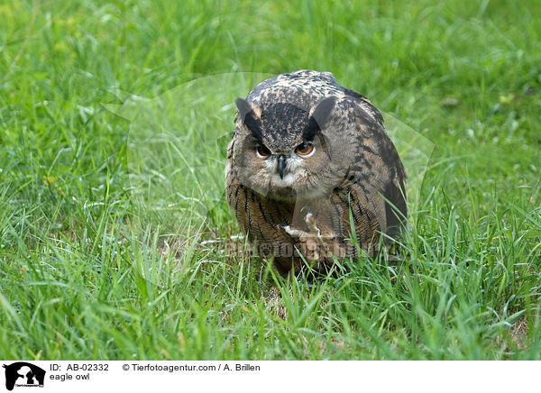 eagle owl / AB-02332