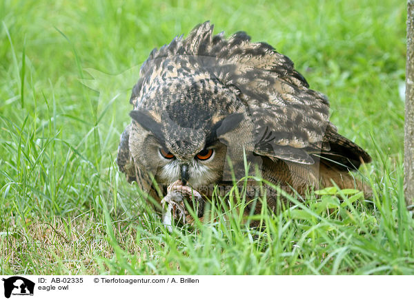eagle owl / AB-02335