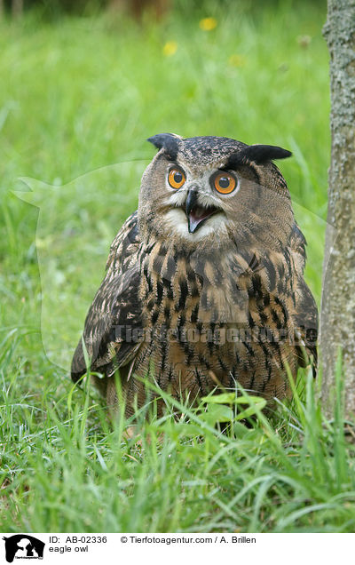eagle owl / AB-02336