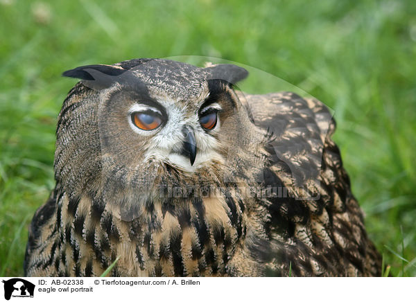 eagle owl portrait / AB-02338