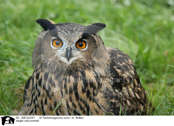 eagle owl portrait / AB-02341