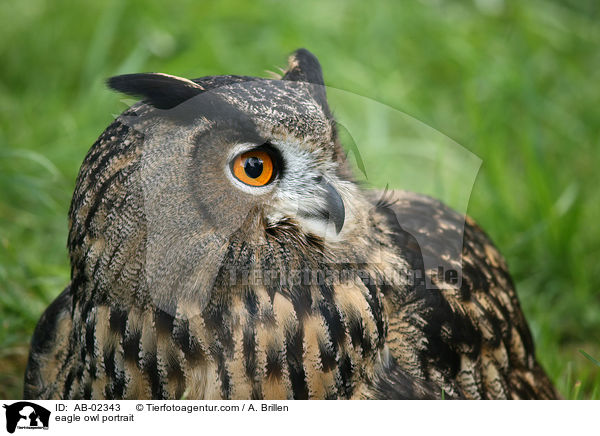 eagle owl portrait / AB-02343