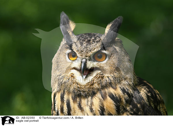 Uhu Portrait / eagle owl portrait / AB-02350