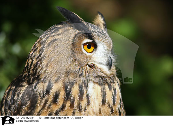 eagle owl portrait / AB-02351