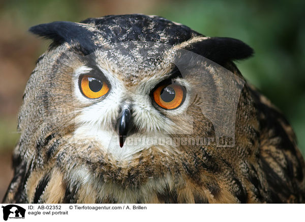 Uhu Portrait / eagle owl portrait / AB-02352