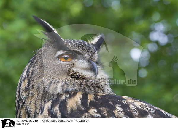 eagle owl / AVD-02539