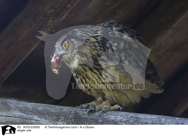 Uhu / eagle owl / AVD-02680