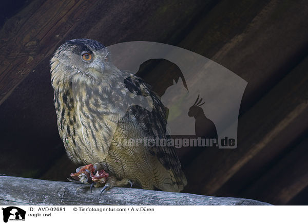 eagle owl / AVD-02681