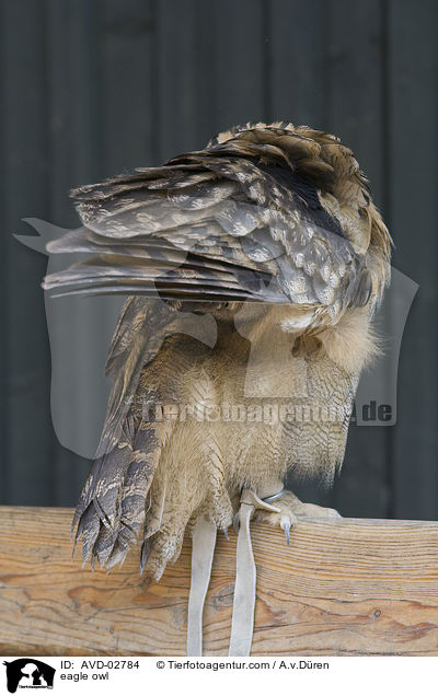 eagle owl / AVD-02784