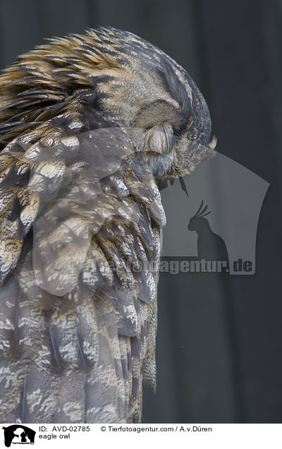 eagle owl / AVD-02785