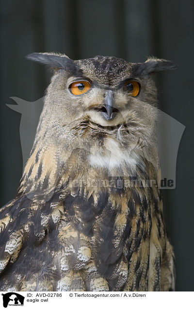 eagle owl / AVD-02786