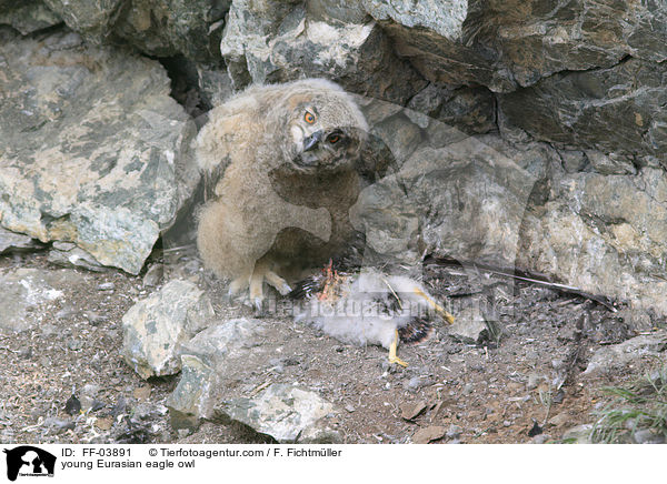 young Eurasian eagle owl / FF-03891