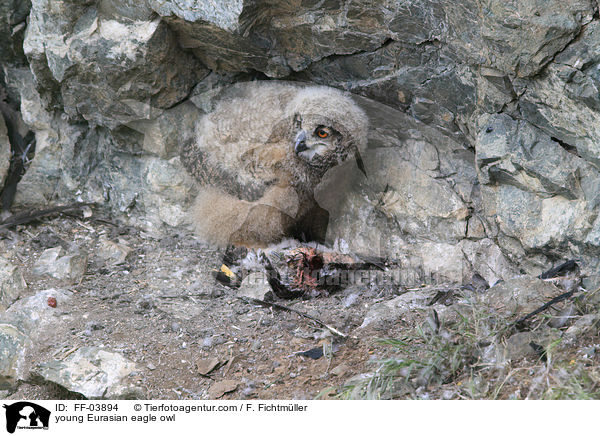 young Eurasian eagle owl / FF-03894