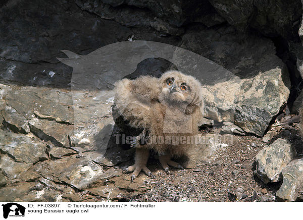 young Eurasian eagle owl / FF-03897