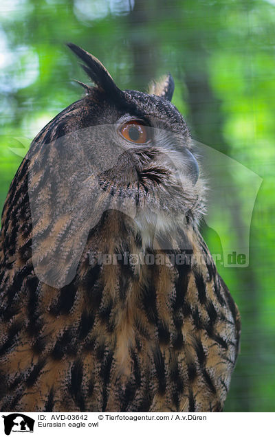 Eurasian eagle owl / AVD-03642