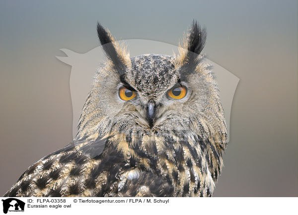 Eurasian eagle owl / FLPA-03358