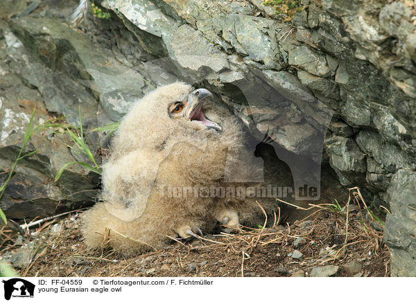 young Eurasian eagle owl / FF-04559