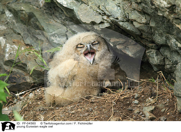 young Eurasian eagle owl / FF-04560