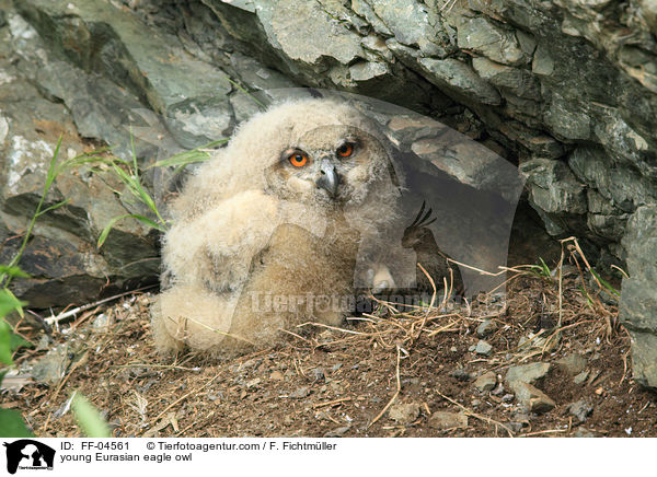 young Eurasian eagle owl / FF-04561