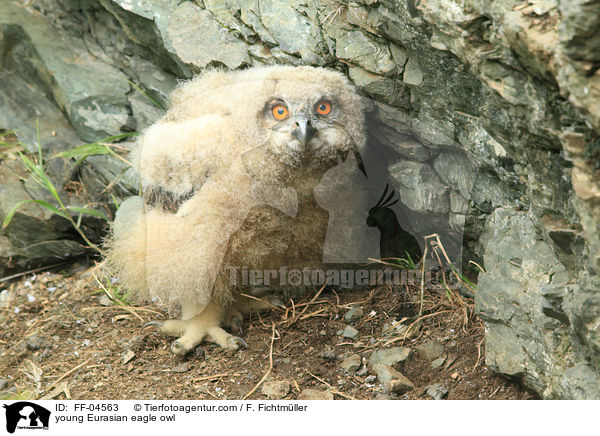 young Eurasian eagle owl / FF-04563