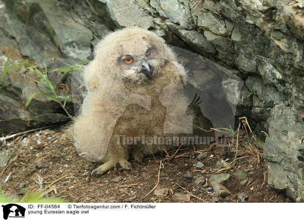 young Eurasian eagle owl / FF-04564