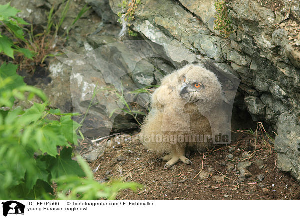 junger Uhu / young Eurasian eagle owl / FF-04566