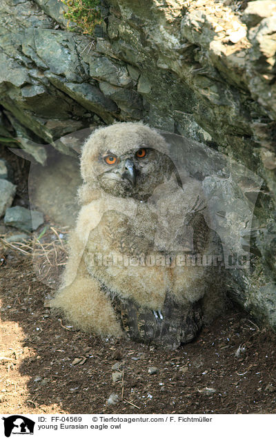 young Eurasian eagle owl / FF-04569