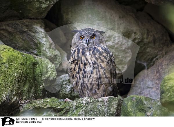 Eurasian eagle owl / MBS-14983