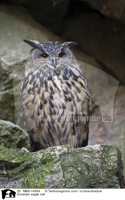 Eurasian eagle owl / MBS-14984