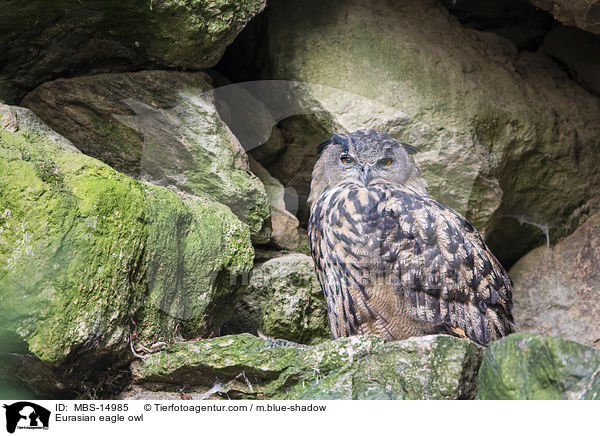 Eurasian eagle owl / MBS-14985