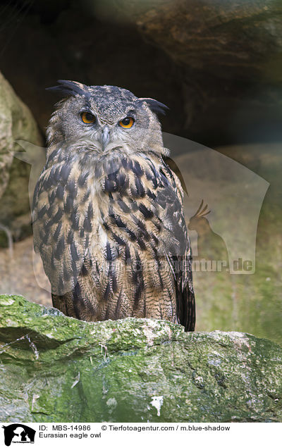 Eurasian eagle owl / MBS-14986