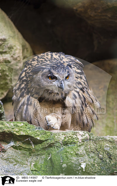 Eurasian eagle owl / MBS-14987