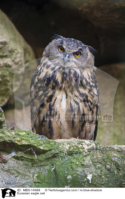 Eurasian eagle owl / MBS-14988