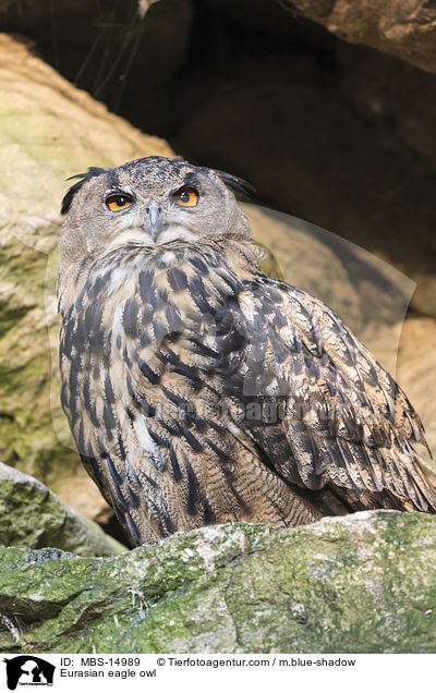 Eurasian eagle owl / MBS-14989