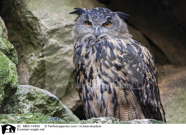 Eurasian eagle owl / MBS-14990