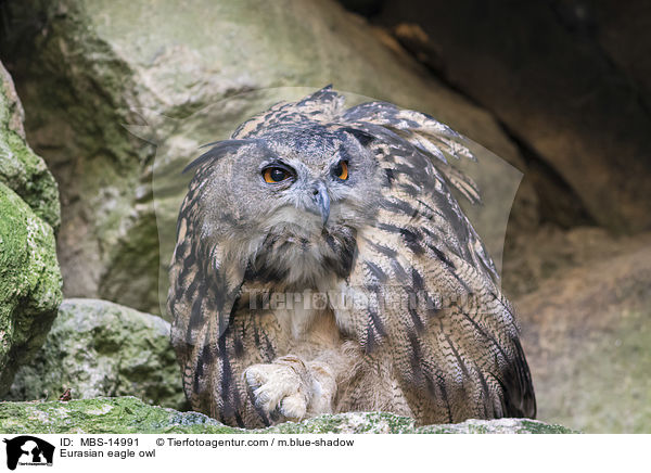 Eurasian eagle owl / MBS-14991