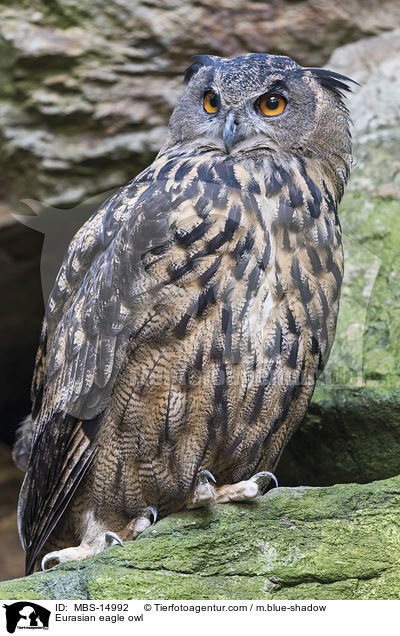 Eurasian eagle owl / MBS-14992