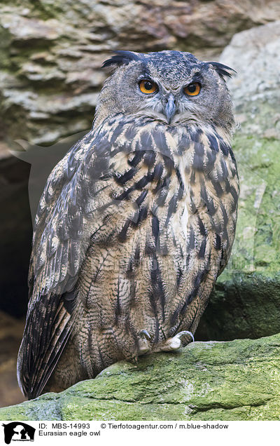 Eurasian eagle owl / MBS-14993