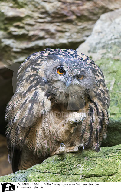 Eurasian eagle owl / MBS-14994