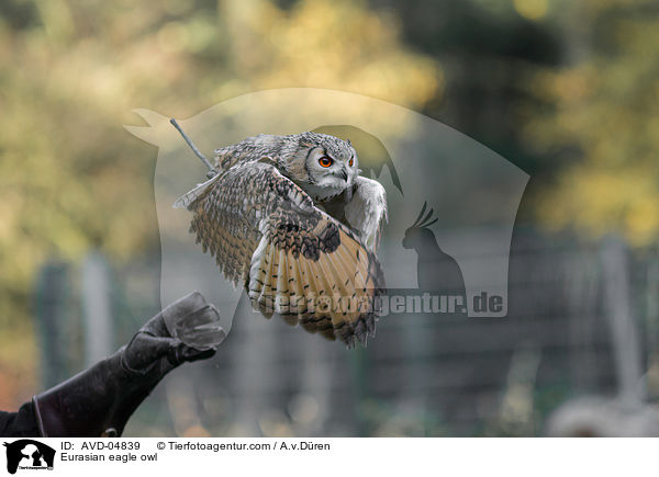 Eurasian eagle owl / AVD-04839
