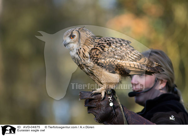 Eurasian eagle owl / AVD-04875