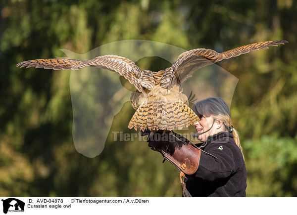 Eurasian eagle owl / AVD-04878