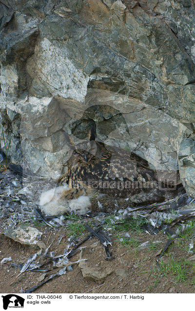 eagle owls / THA-06046