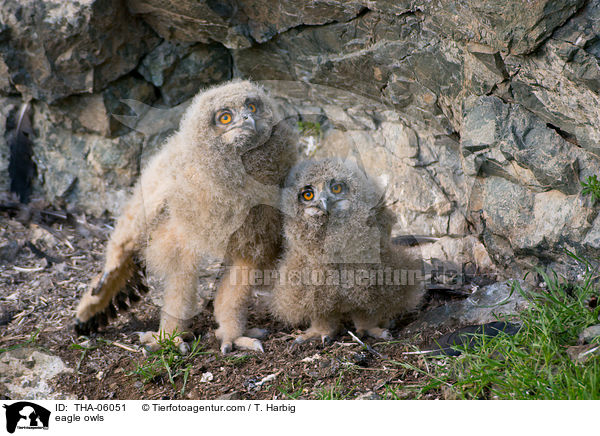 eagle owls / THA-06051