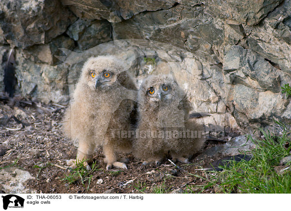 eagle owls / THA-06053