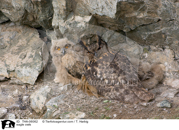 eagle owls / THA-06062