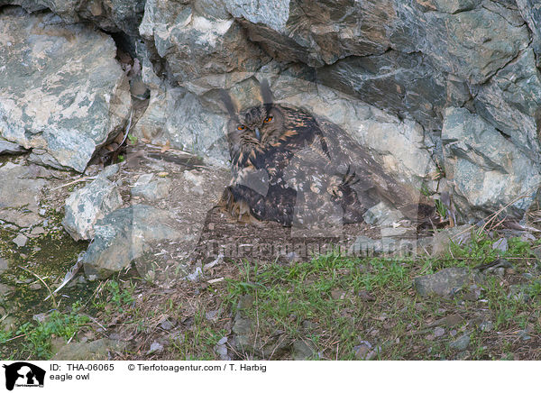 Uhu / eagle owl / THA-06065